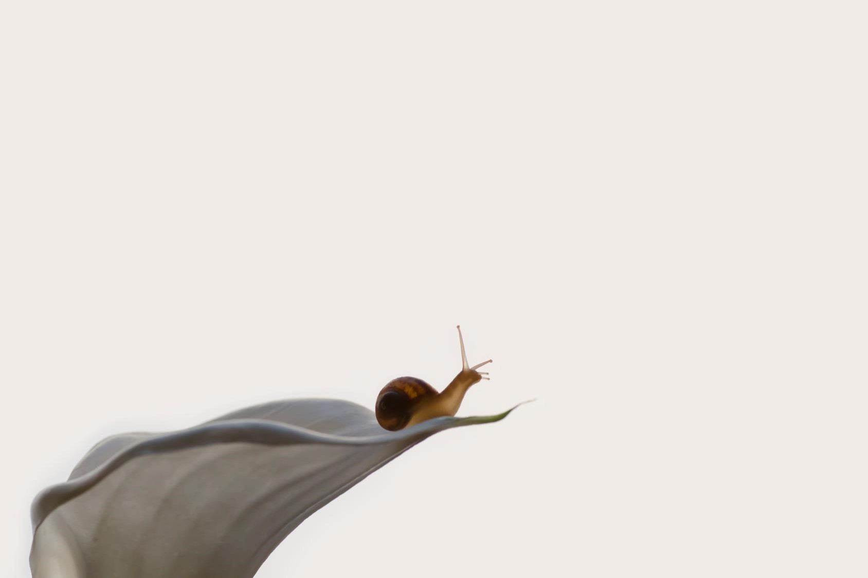 A minimal shot of a caterpillar on a leaf over a light background.